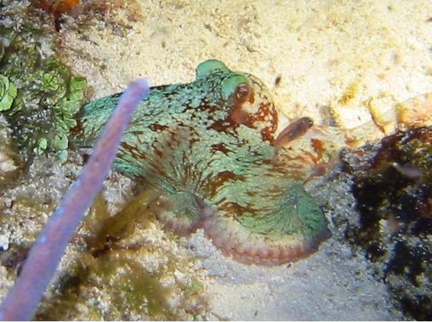 Octopus briareus